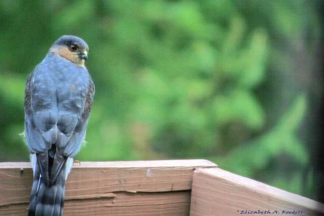 Sharp-shinned Hawk