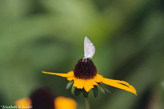 Summer Azure Butterfly