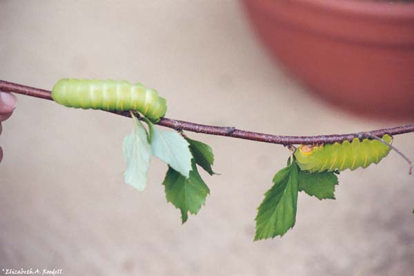 Two Pholyphemus Moth Caterpillars