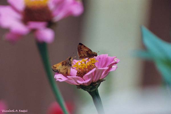 Zabulon Skipper Butterflies