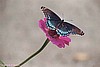 Red-Spotted Purple Butterfly