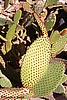 Prickly Pear Cactus, Palm Springs, CA - 2009