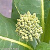 Milkweed