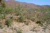 Borrego Springs, CA - March 2010