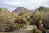 Living Desert, Palm Desert, CA - 2009