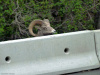 Glacier National Park, Montana - July 19, 2010