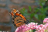 Monarch Butterfly