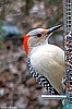 Red-Bellied Woodpecker