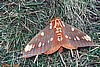 Regal Moth