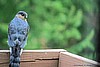 Sharp-shinned Hawk