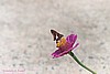 Silver-Spotted Skipper Butterfly