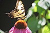 Tiger Swallowtail Butterfly