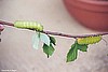 Two Pholyphemus Moth Caterpillars