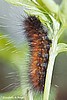 Virginian Tiger Moth Caterpillar